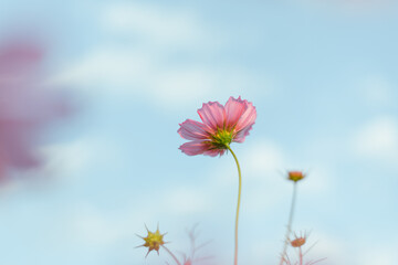 Garden of Flowers cosmos