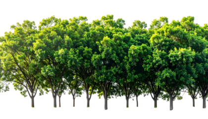 A row of lush green trees isolated against a transparent background, vibrant foliage