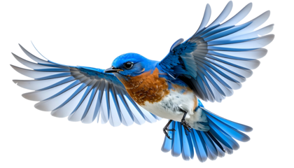 Vibrant blue bird in full flight, wings spread wide, showcasing its colors