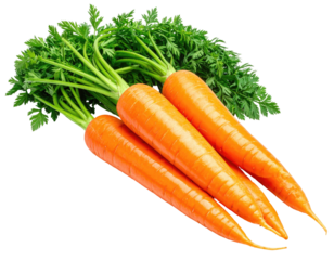 Three vibrant carrots with lush green leafy tops
