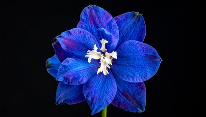 Close-up of a vibrant blue and purple flower, featuring white central petals, against a stark black background