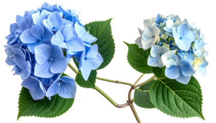 Two lush hydrangea blooms, one deep blue, the other paler, against a leafy backdrop