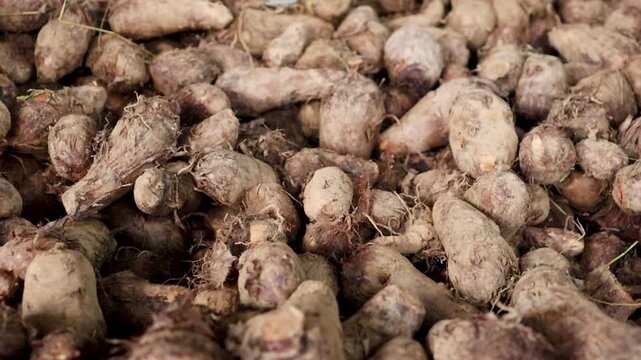 Heap of knobby beige taro roots stacked
