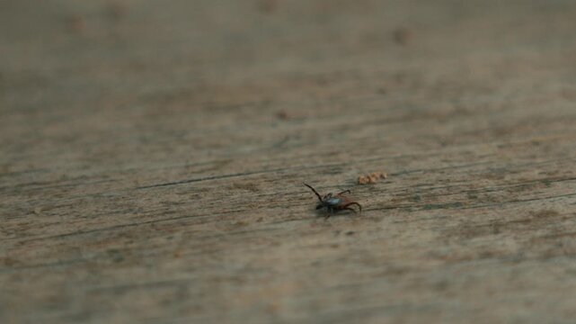 a forest tick on a wooden board