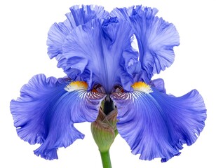 Close-up of a vibrant blue flower with ruffled petals and a contrasting yellow and white center, set against a clean white backdrop