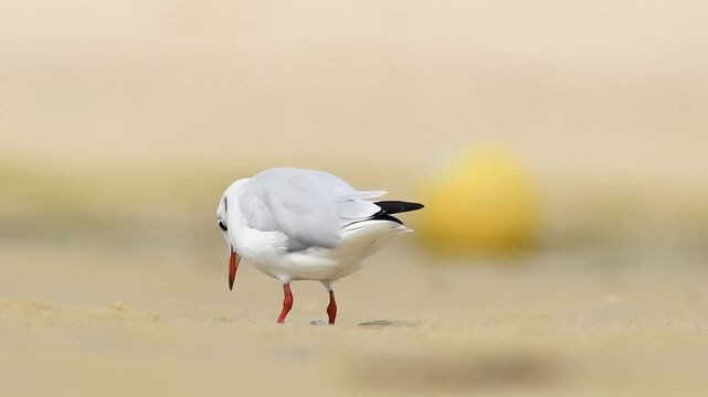 Mouette rieuse (Chroicocephalus ridibundus) adulte s&rsquo;alimentant en eau peu profonde &agrave; mar&eacute;e basse sur l&rsquo;estran