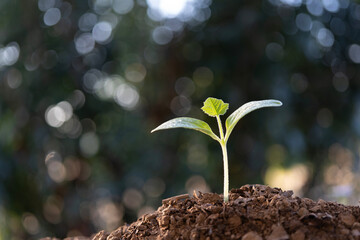 organic pumpkin vegetable sprout under morning sunlight