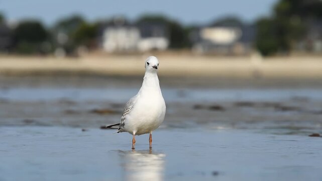 Mouette rieuse (Chroicocephalus ridibundus) adulte s&rsquo;alimentant en eau peu profonde &agrave; mar&eacute;e basse sur l&rsquo;estran