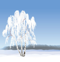 Winter snowy landscape with russian birch tree. Christmas background.  Winter nature holiday snowfall  snowdrifts skyline view.