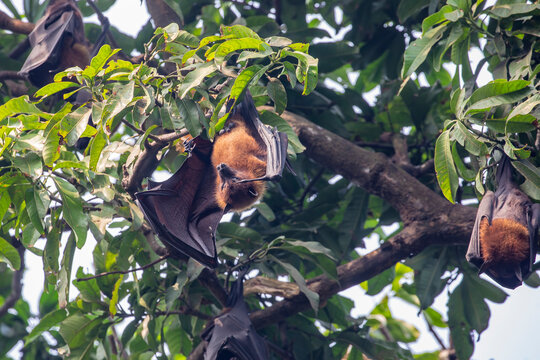 Large numbers of Indian flying foxes (Pteropus medius) hang from tree branches at Alipore Zoo in Kolkata india, resting in dense clusters and creating a striking urban wildlife scene.