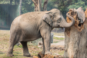 An Indian elephant (Elephas maximus indicus) at Alipore Zoo in Kolkata india skillfully uses its trunk to peel and eat tree bark, demonstrating natural foraging behavior.