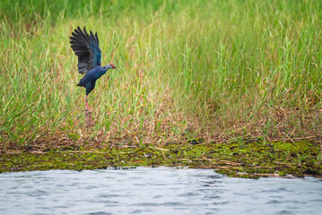 A purple finch is about to fly over aquatic plants in Bueng Boraphet in the early morning