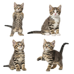 Fototapeta premium Four playful kitten poses isolated on transparent background