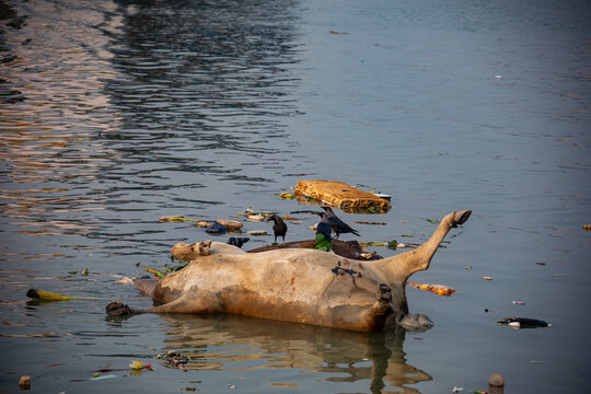 On the Hooghly River in Kolkata India, a dead cow drifts slowly on the murky water while several crows perch on the carcass, feeding quietly as the current pulls it downstream.