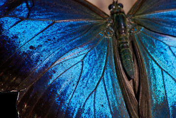 Blue Butterfly Wing Detail, High-Resolution Macro
