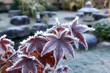 Macro shot of icy leaves in a Japanese garden during winter, emphasizing delicate details and a quiet seasonal atmosphere.