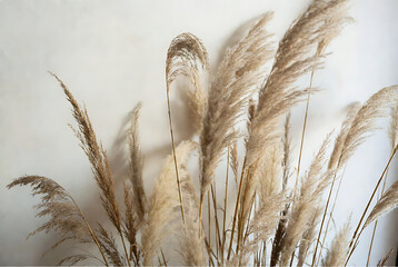 Soft Pampas Grass Texture, Minimal Boho Background