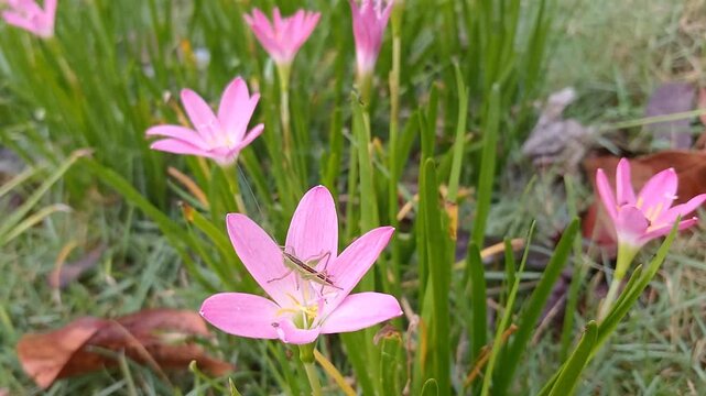 Zephyranthes minuta (Rain Lily) pink and bees sucking flower nectar, GRASSCUSTOMER