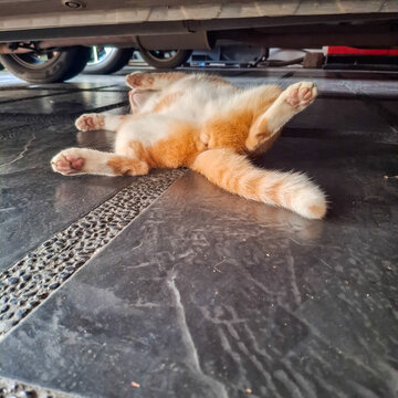Orange cat sleeping under the car 