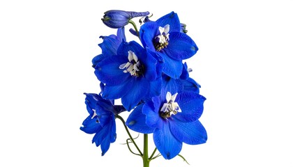Close-up of a vibrant, cobalt-blue flower cluster on a slender stem. The blooms showcase intricate textures and a bright white interior
