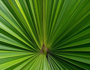 Close-up of a vibrant, fan-shaped tropical leaf with radial veins, showing shades of green and intricate patterns