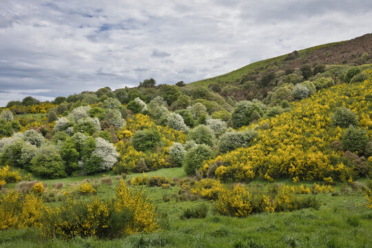 Scenic stop along the Southern Scenic Route near Owaka with vibrant spring colors, New Zealand