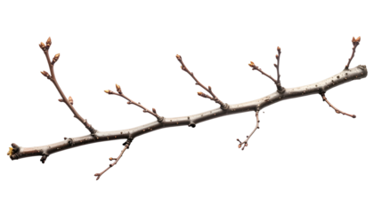A single, brown, bare branch with tiny buds, set against a dark background