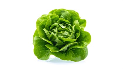 Close-up of a vibrant, fresh, green head of lettuce, isolated against a bright white background. Displaying intricate leaf textures
