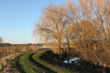 A river with trees and grass
