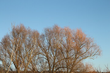 A group of trees with blue sky