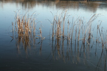 A body of water with plants growing in it