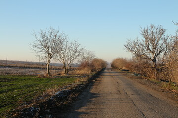 A dirt road with trees on either side of it