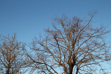 A tree with no leaves