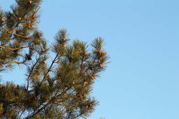 A tree with many branches © parpalac