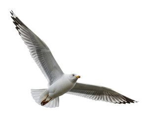 Seagull in flight over ocean wildlife natural isolated on transparent background