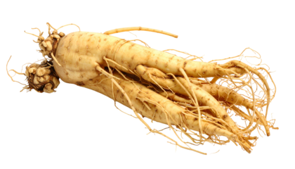Close-up of a root vegetable with long, slender offshoots. The pale beige body is textured and detailed