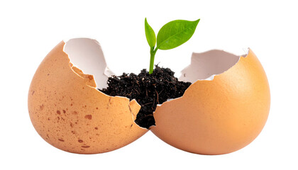 A young sprout emerges from an eggshell filled with soil
