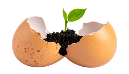 A young sprout emerges from an eggshell filled with soil