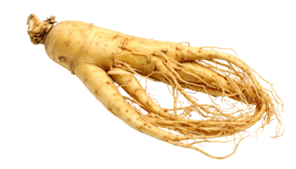 Close-up of a ginseng root, showcasing its elongated shape and numerous fine rootlets, with a focus on its natural, earthy tones