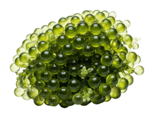 Nature's green gem freshwater fish eggs aquatic life isolated on transparent background