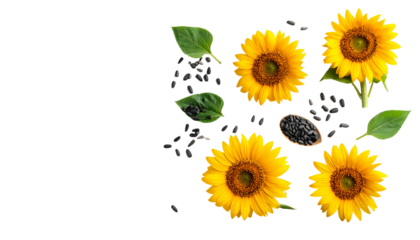Overhead shot displays vibrant sunflowers with seed and green leaves set against a stark black background, emphasizing natural beauty