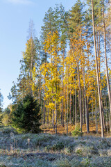 Fototapeta premium Sunlit Autumn Woodland with Hoarfrost