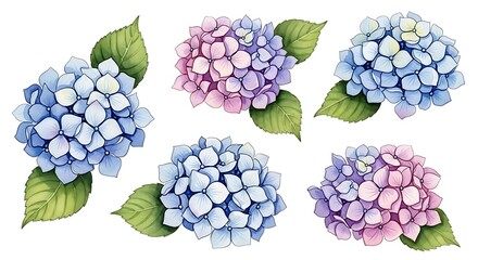 Watercolor Hydrangea Flowers Set Isolated on White Background.