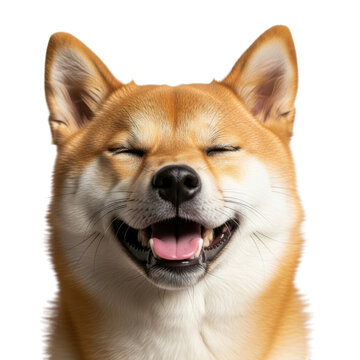 Happy shiba inu dog smiling isolated on transparent background