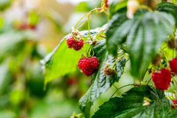 Ripe Red Raspberries Growing in Rain