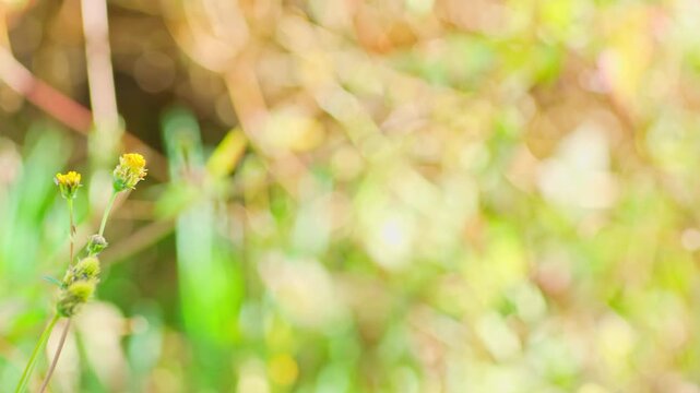 冬の陽だまりに咲く野草のクローズアップ