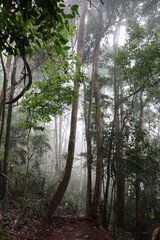 Tall green pine trees stand in an old forest landscape with summer sun shining through leaves and branches onto a path in the morning nature environment