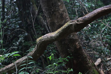 forest, nature, fog, mist, rain, landscape, green, trees, moss, woodland, outdoor, misty, atmospheric, environment, wilderness, leaves, roots, trunks, damp, wet, scenery, old-growth, rainforest, folia