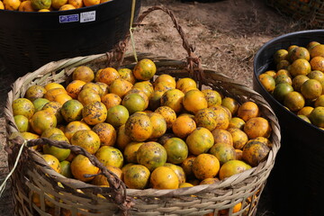 Fresh ripe mango and papaya fruits display vibrant orange and yellow colors at an organic food market, offering a healthy and juicy vegetarian diet choice straight from nature and agriculture