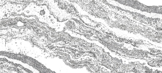 Fototapeta premium Vintage abstract rock strata pattern with organic wave lines textured. sandstone sedimentary rock formation natural earth strata background.